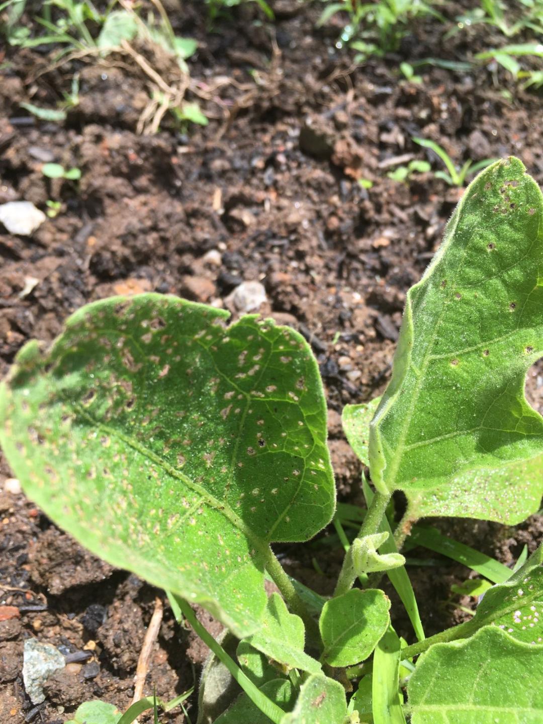 What is making those little holes in your plants Innovating Organic Gardening